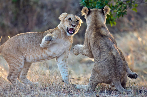 两只狮子幼崽在晨曦中玩耍