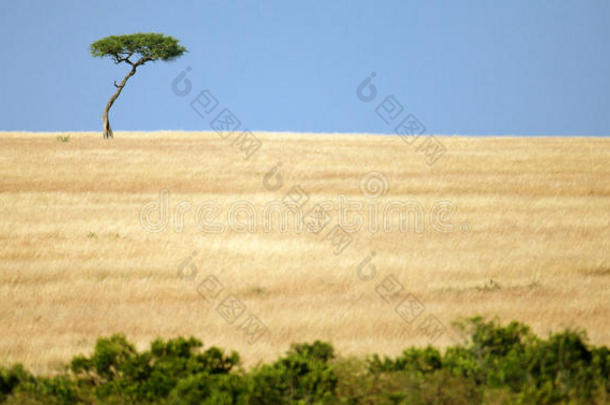 大草原上的孤独树