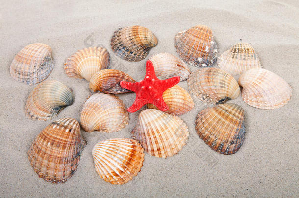 贝壳红星海滩