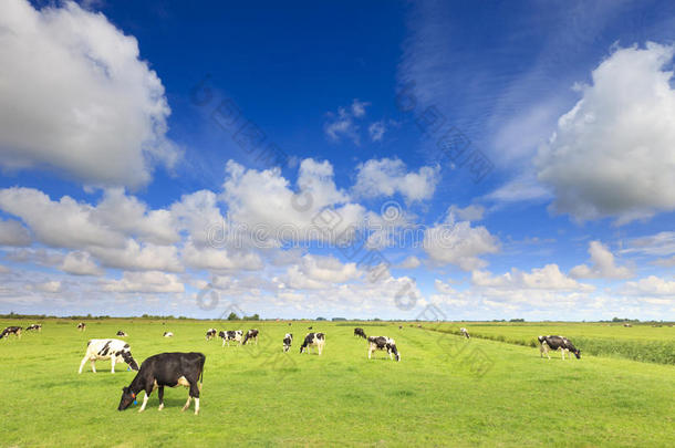 牛在一片新鲜的草地上吃草