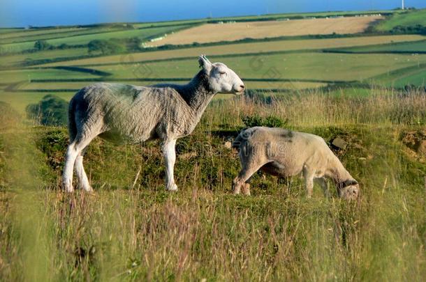 威尔士高尔半岛放牧的绵羊