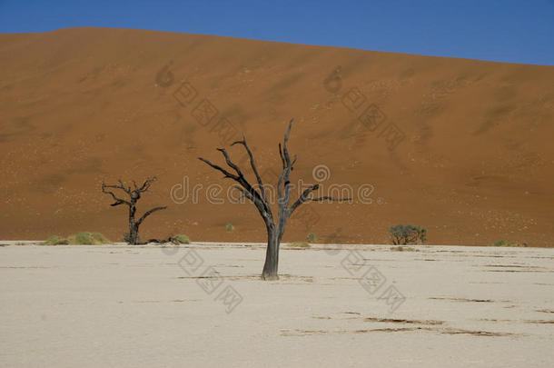 纳米布沙漠的枯树