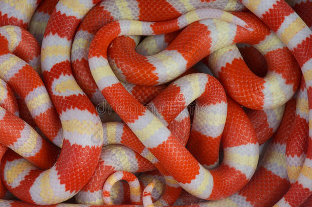 白化王蛇