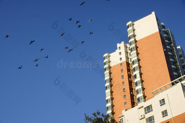 鸽子与建筑