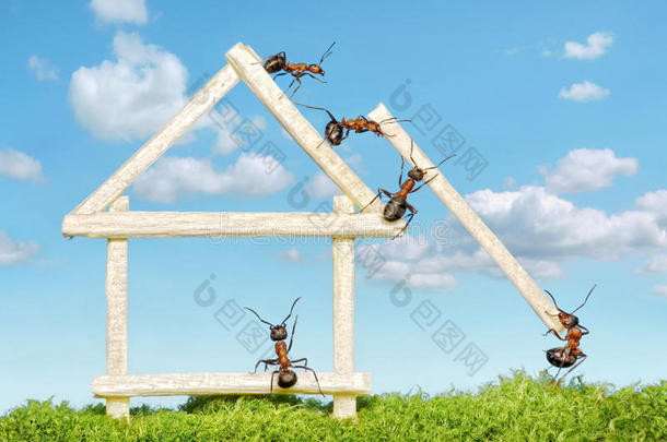 蚂蚁团队在建房子，团队合作