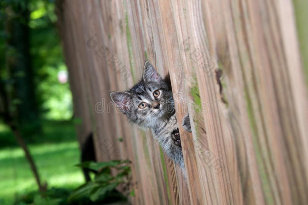 可爱的小猫咪从篱笆里偷看