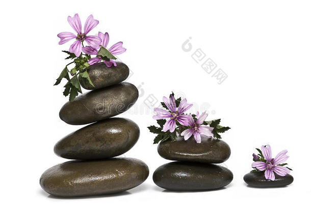 禅宗平衡和淡紫色花朵。