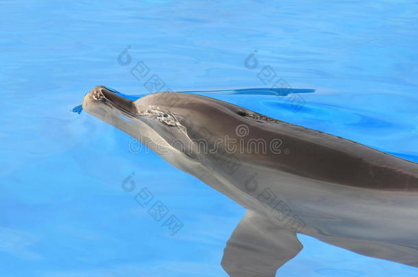游泳池中的海豚