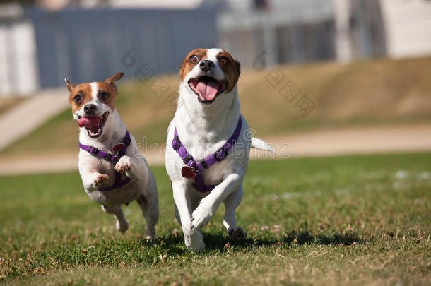 杰克·拉塞尔猎犬在草地上奔跑
