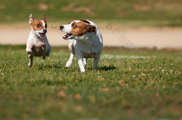 杰克·拉塞尔猎犬在草地上奔跑