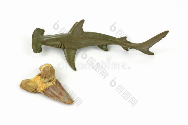 玩具鲨鱼和鲨鱼牙化石