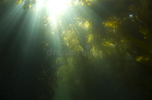阳光水底海带森林，卡塔琳娜岛