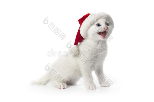 小猫唱圣诞颂歌