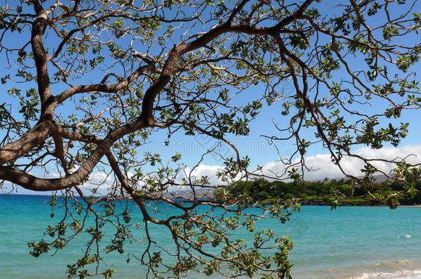 海滩上的相思树