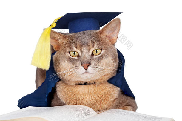 戴着毕业帽和毕业礼服的猫
