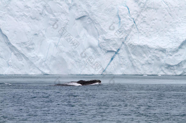 鲸鱼和<strong>冰山</strong>