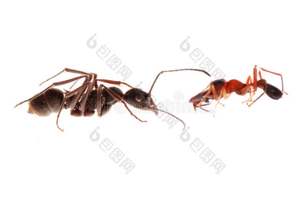 蚂蚁和蚂蚁模仿蜘蛛