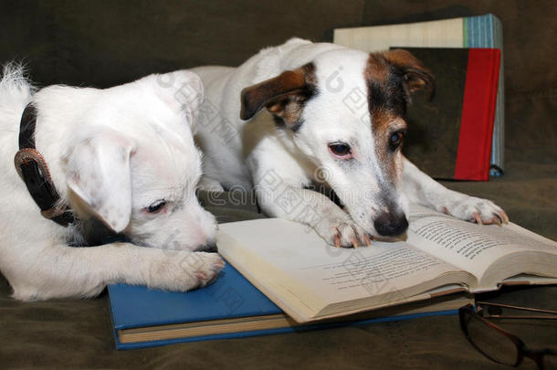 杰克·罗素的猎犬在读一本好书