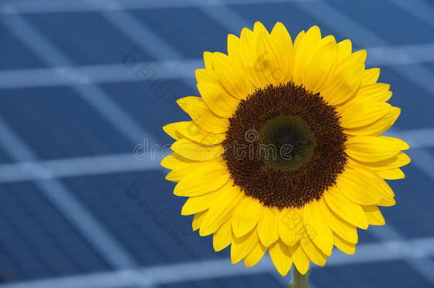 太阳花与太阳能量