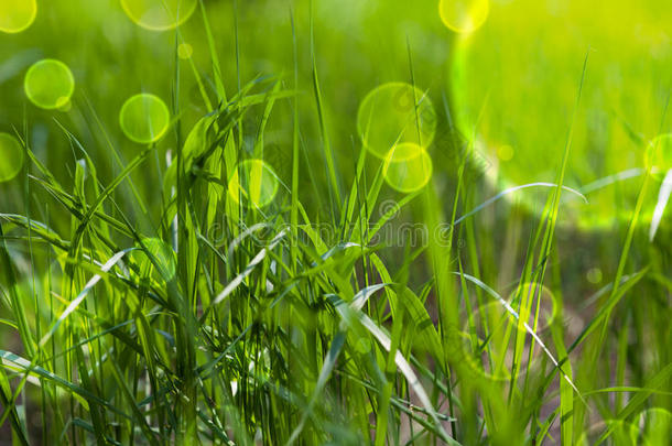 童话般的绿草