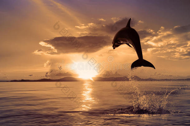 美丽的海豚从波光粼粼的水中跳跃