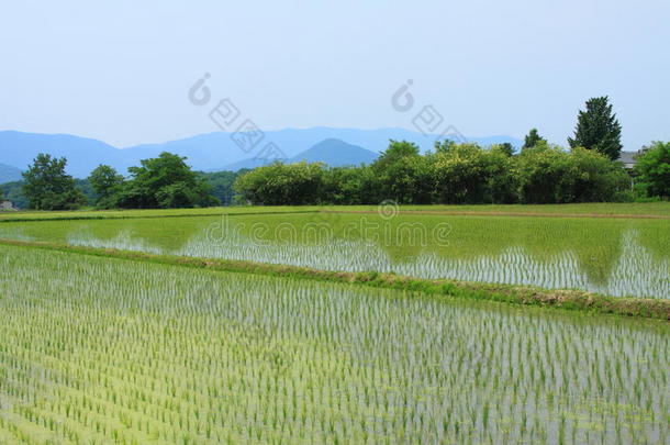 韩<strong>国庆</strong>州的稻田