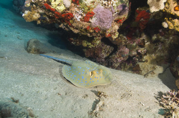 在沙底的蓝盆花黄貂鱼。