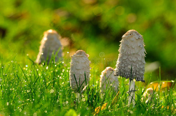 草丛中的蘑菇