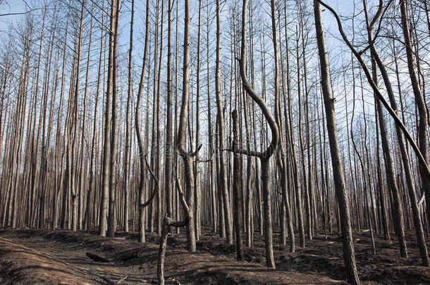 火灾后的松林