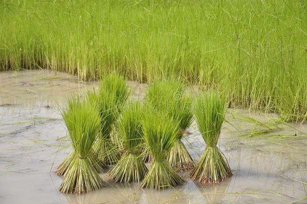 水稻农副产品