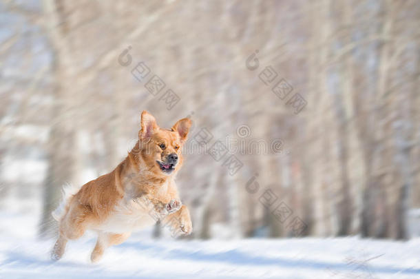 金毛猎犬跳<strong>跃动</strong>作模糊