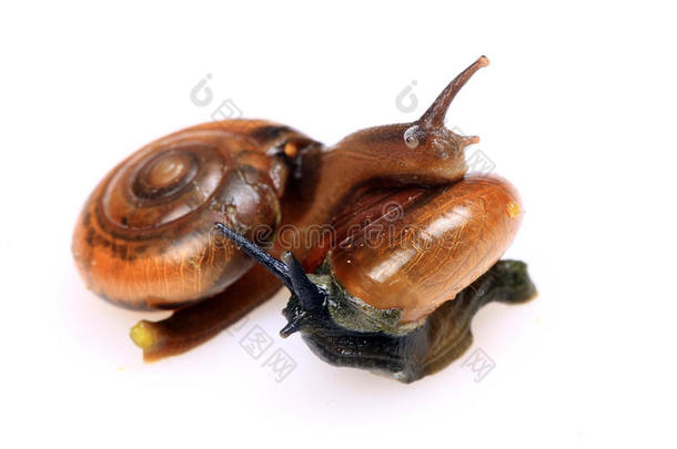 交配蜗牛