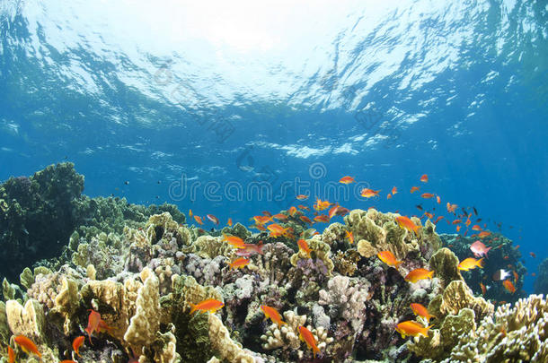 浅海多姿多彩的热带珊瑚景观。