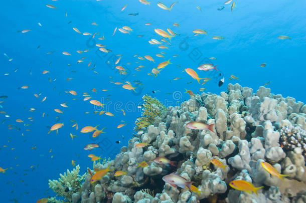 一个多姿多彩的热带珊瑚礁景象与安提亚。