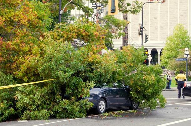 汽车被倒下的树<strong>撞毁</strong>了