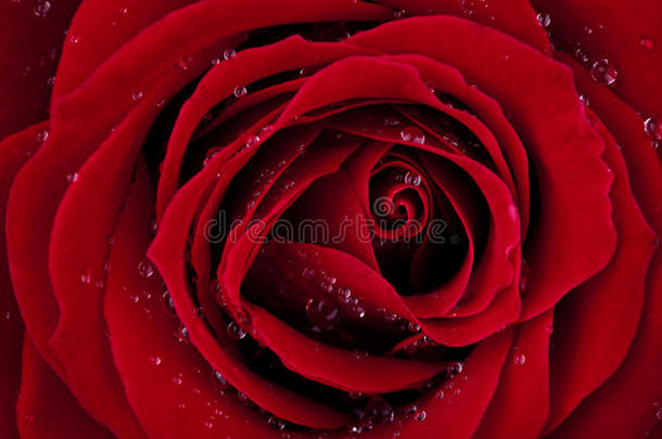 深红色露珠玫瑰