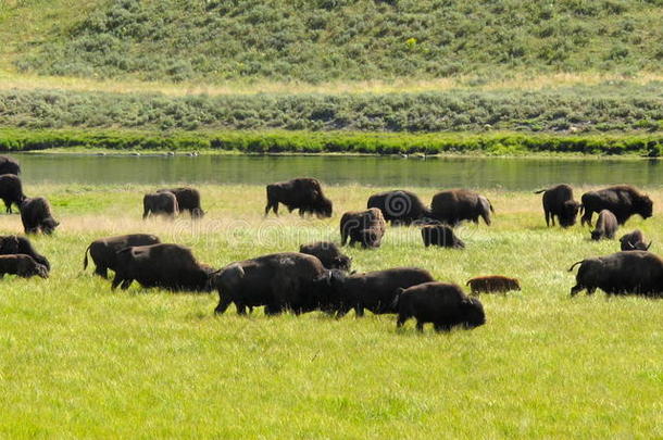 在<strong>黄石国家公园</strong>山谷放牧的野牛