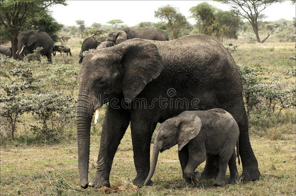 和妈妈在一起的象小牛-一头象母牛。
