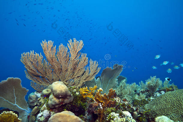 珊瑚礁海鱼