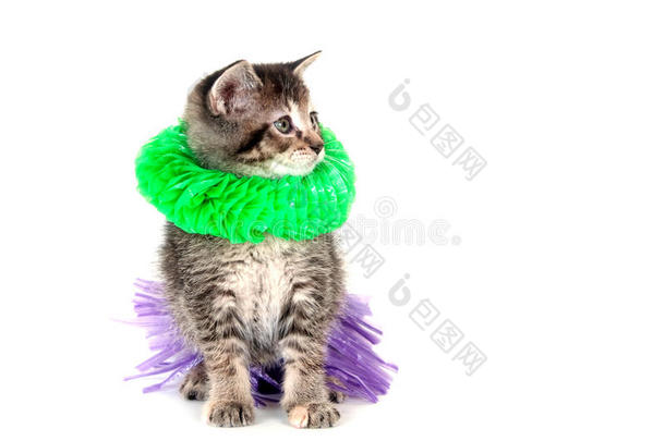 绿纹草裙小猫