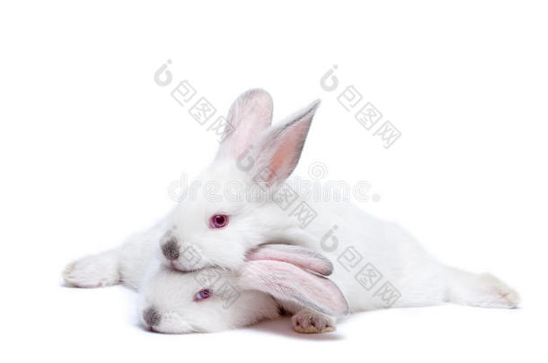 两只可爱的小白兔