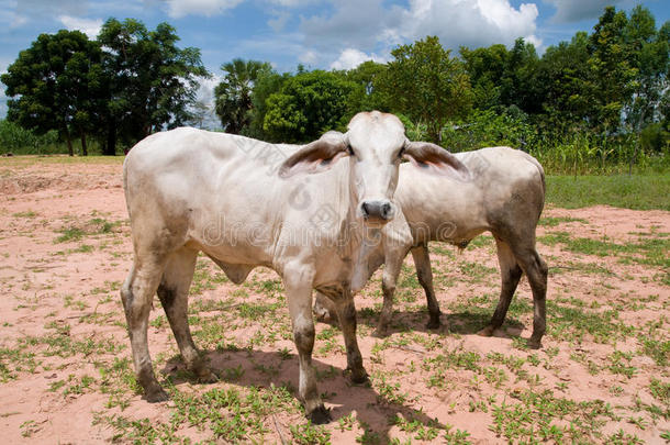 泰国东北部的两头亚洲奶牛