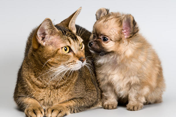 斯皮茨狗的猫和小狗
