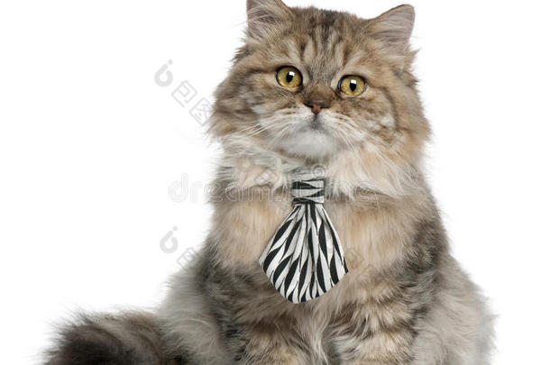 英国长发小猫戴领带坐着