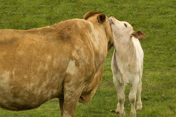 母爱母牛与小春牛