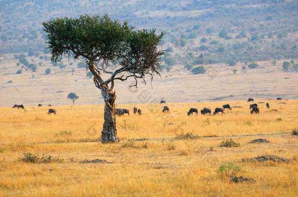 独树非洲景观