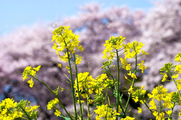 油菜花