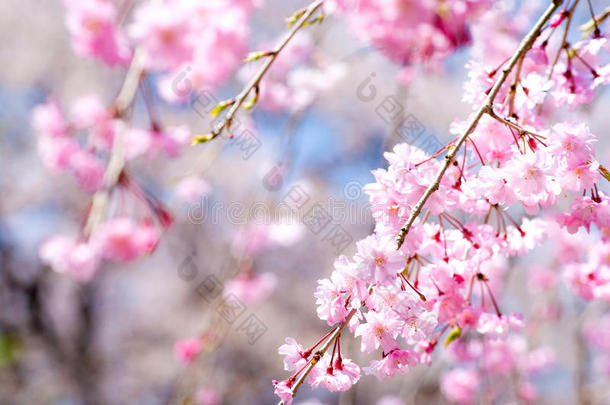 粉红色下垂的樱花