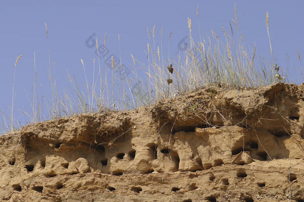 燕子在沙崖顶筑巢