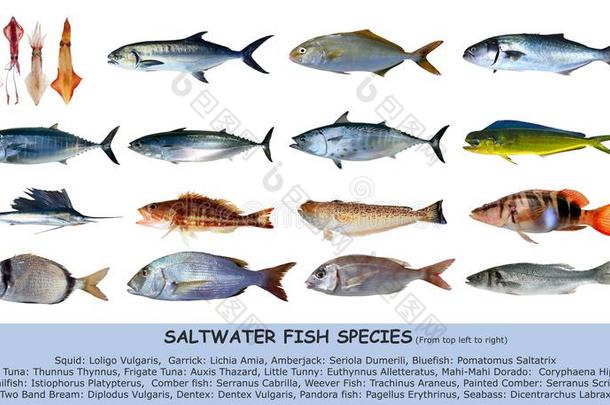 鱼类咸水分类